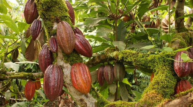 Chute des cours du cacao: "bombe sociale" en Côte d’Ivoire